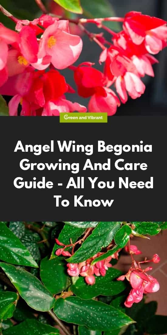 Angel Wing Begonia Growing And Care Guide - All You Need To Know